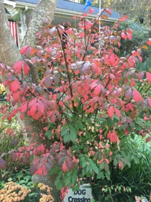 Red Burning Bush or Shrub ~ Shows Beautiful Fall Foliage ~ 50 Seeds   USA Seller