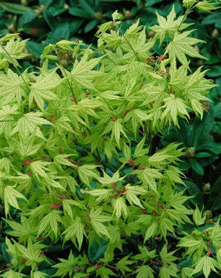 Acer palmatum 'Aka shigitatsu sawa', Japanischer Ahorn, 125–150 cm
