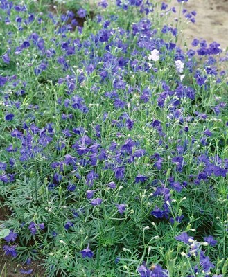 Rittersporn 'Blauer Zwerg' Delphinium grdfl. - Winterhart P0,5 Staude