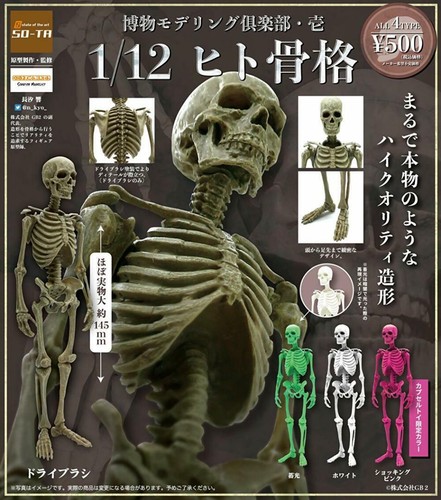 Revell 　レベル　human skull 人間の頭蓋骨模型キット 未組立 Revell レベル human skull 人間の頭蓋骨模型キット 未組立