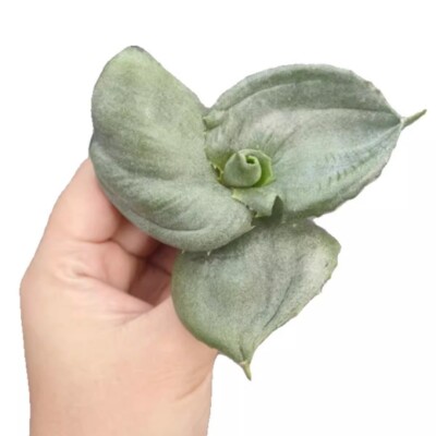 10CM Succulent Live Plant Agave Marmorata Agavaceae Home Garden Rare Agave