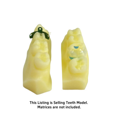 Composite Resin Restore Model Dental FIT With Cavifil IPS Empress Student Test