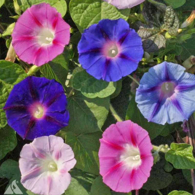 200 Samen Prunkwinde Prachtmischung Ipomoea Purpurea Trichterwinde Morning Glory