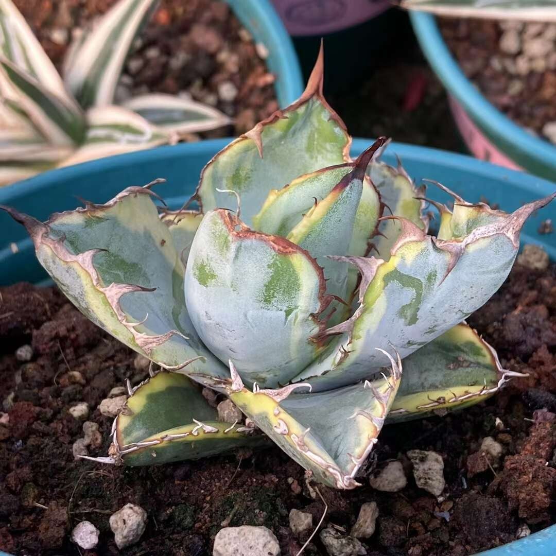 agave titanota agave titanota