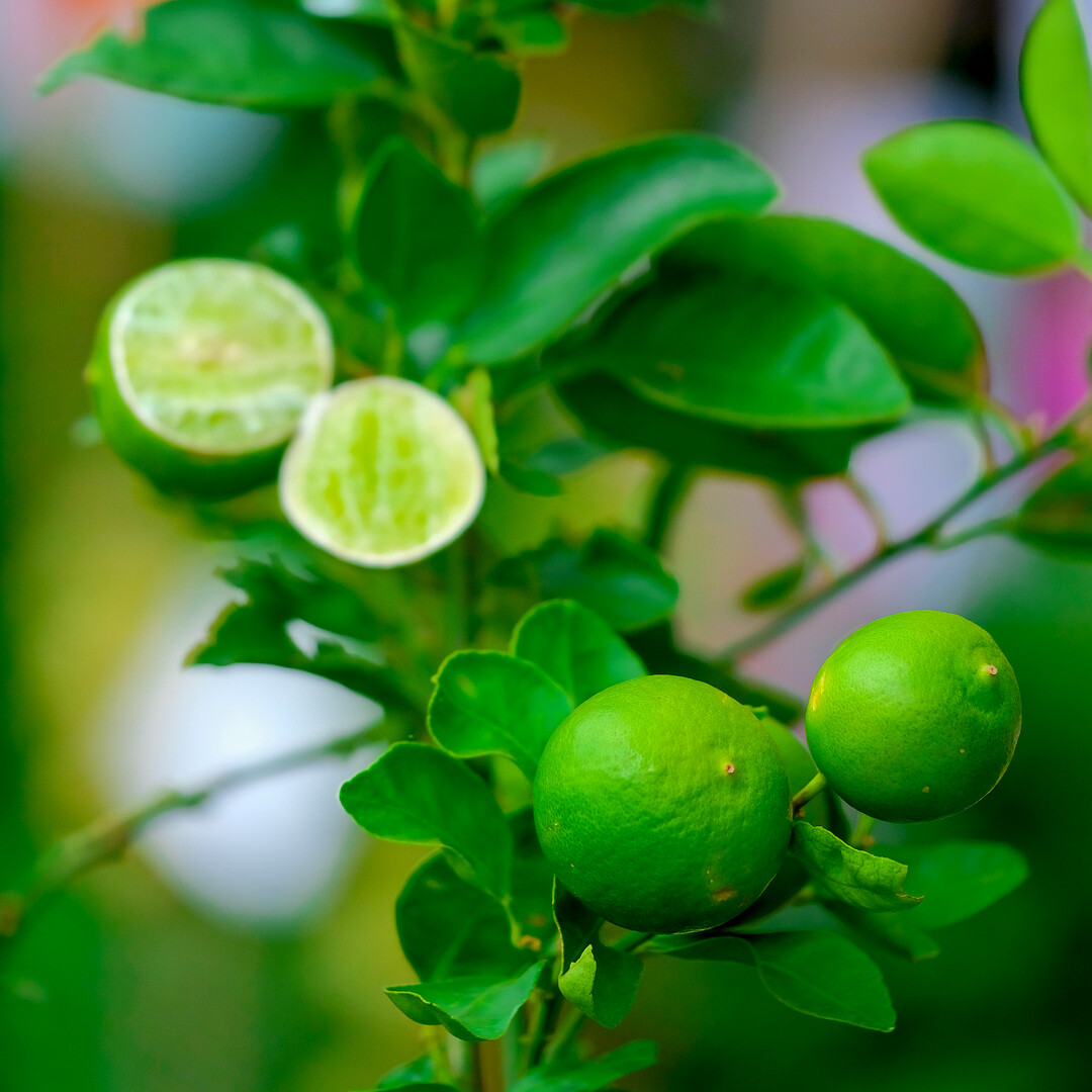 Citrus aurantifolia Lime Verde / Key Lime Tree in 12L Pot, Tasty