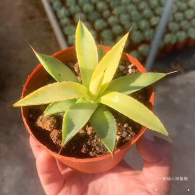 6CM Succulent Live Plant Agave Burnt Burgundy Agavaceae Home Garden Beautiful