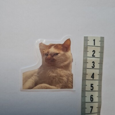 Cat Meme Funny Cute Derp Kawaii Glanz Sticker Aufkleber Sammeln Geschenk Neu