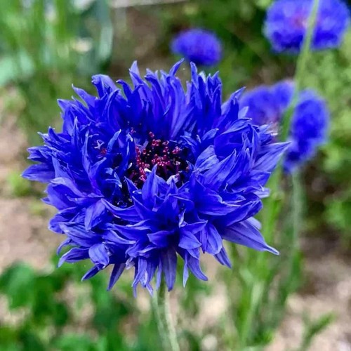 Cornflower Seeds (Centaurea Cyanus) | wildflower 200 Seeds | USA SELLER