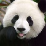swooped63 的用户个人档案