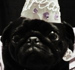 mystical*pug