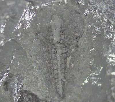 Naraoia Fossil from Balang Lagerstatte, Lower Cambrian