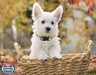 Tunkoo Fall Dog Collar Coffee Plaid Cute Adjustable Collar for Boy and Girl Dogs, Dog Collar with Strong Plastic Buckle - for Small Medium Large Pets, S