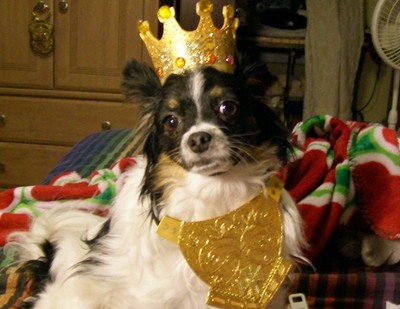 BREASTPLATE Small Dog Cat king prince rabbit foam armor Great With Crown silver