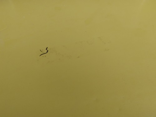 Vintage Mid-Century Step Stool Shop Chair Yellow Cleveland OHIO USA original