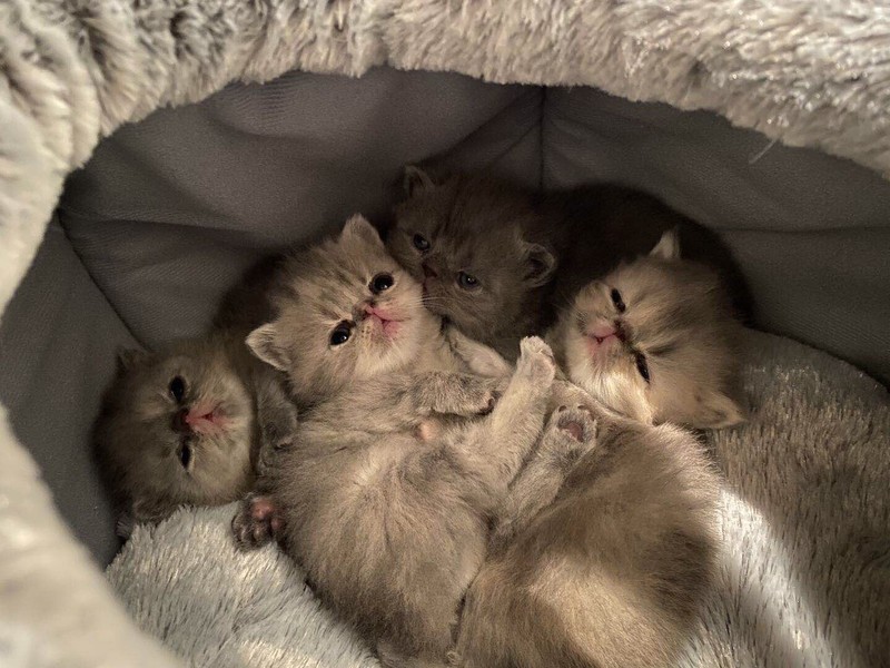 exotic shorthair kittens for sale gumtree