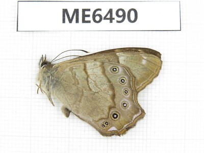 Butterfly. Lethe baileyi. Yunnan, Xiangerila, Deqin county. 1M. ME6490.