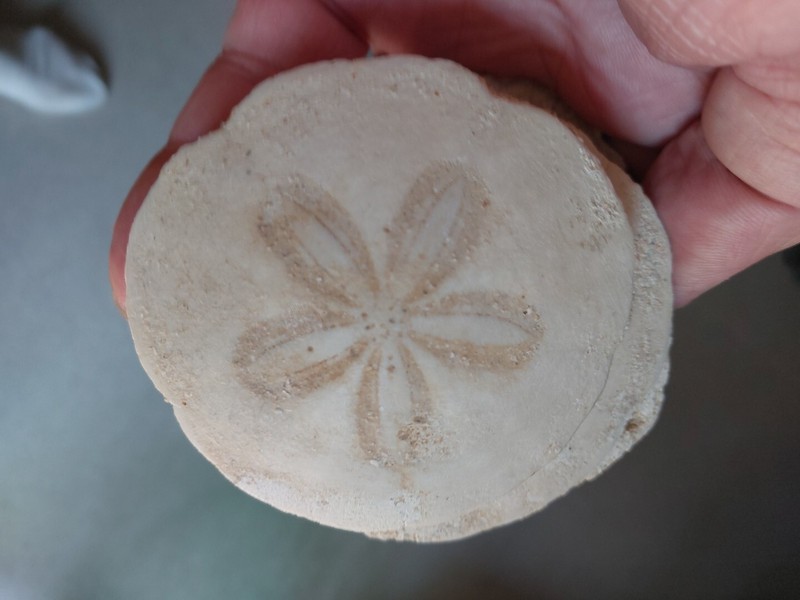 242g . Encope Californiens Du Pliocene Du Mexique