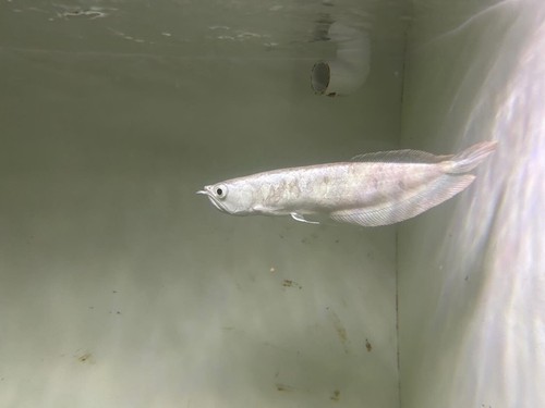 Real Snow Silver Arowana 8-9”