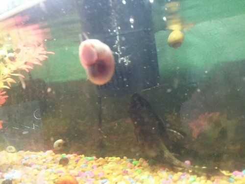 20+ assorted colored juvenile ramshorn snails