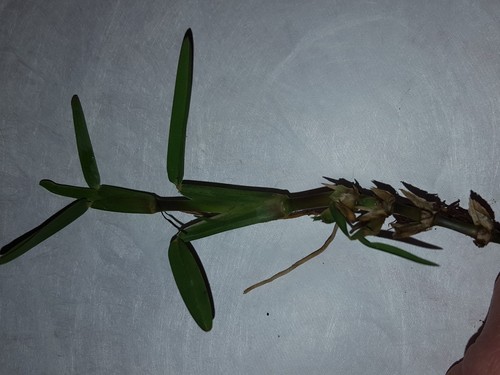 25-rooted St. Augustine  Grass sprigs