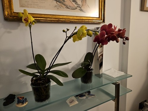 Fotos del artículo de un comprador verificado