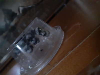 Bold Jumping Spider