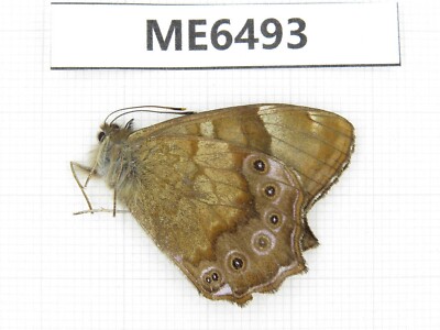 Butterfly. Lethe shirozui. Yunnan, Xiangerila, Deqin county. 1M. ME6493.