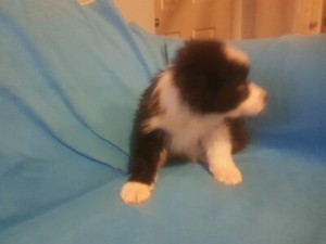 Long Haired Border Collie Pup Dogs Puppies Gumtree Australia