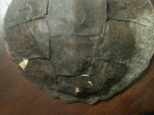 Old Snapping Turtle Shell Taxidermy