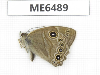 Butterfly. Lethe hecate. Yunnan, Xiangerila, Deqin county. 1M. ME6489.