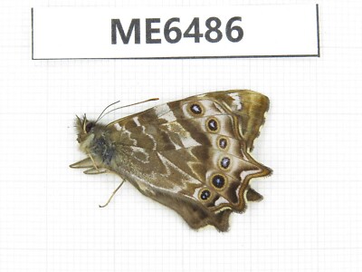 Butterfly. Lethe jalaurida. Yunnan, Xiangerila, Deqin county. 1M. ME6486.