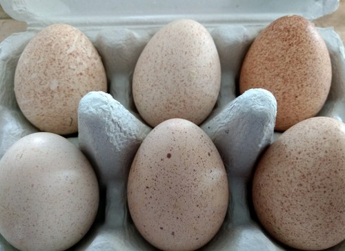 6 TURKEY HATCHING EGGS HERITAGE WISHARD BRONZE / BOURBON RED