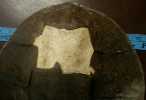 Old Snapping Turtle Shell Taxidermy