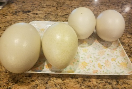 10 Rhea eggs Grade B imperfect whole eggs.  Cosmetic imperfections