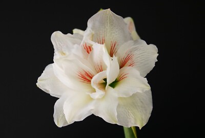 Original Hippeastrum cv. 'Double Holiday'  1bulb