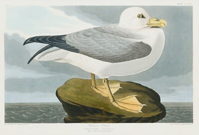 12158.Poster print or Canvas wall decor.Room art design.Audubon bird.Petrel