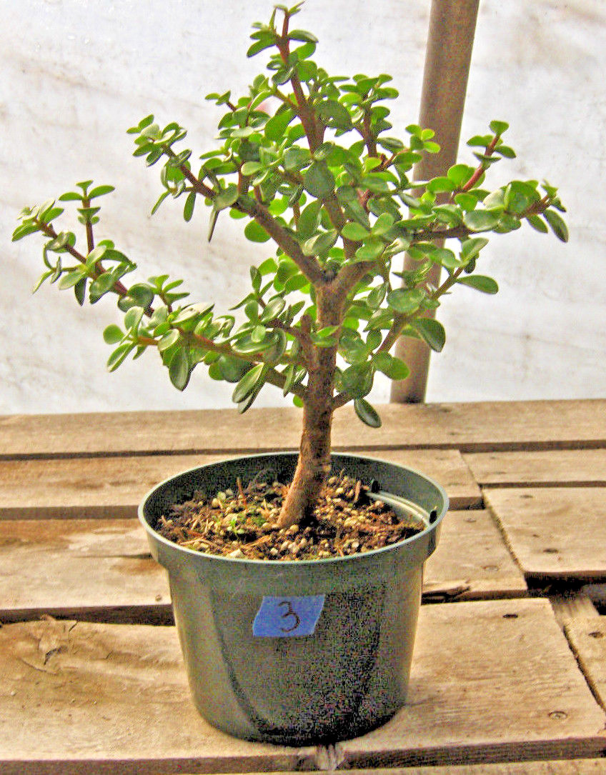 Mini Jade Bonsai 3 - 6