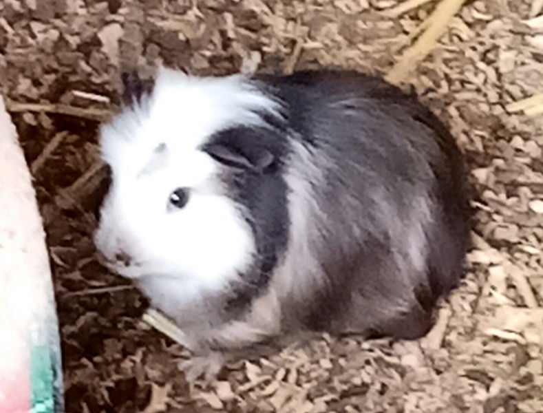 female guinea pigs mounting
