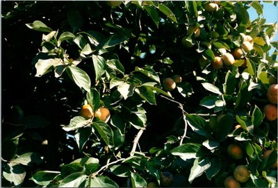 Fruit Tree Peaches (?) Close Up FOUND Color Photo 179