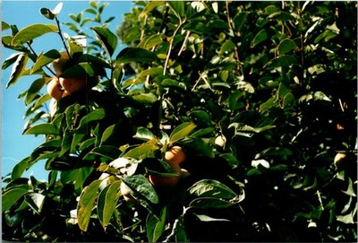 Fruit Tree Peaches (?) Close Up FOUND Color Photo 182