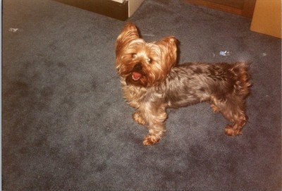 Cute Little Yorkie Dog Found Photo V2155