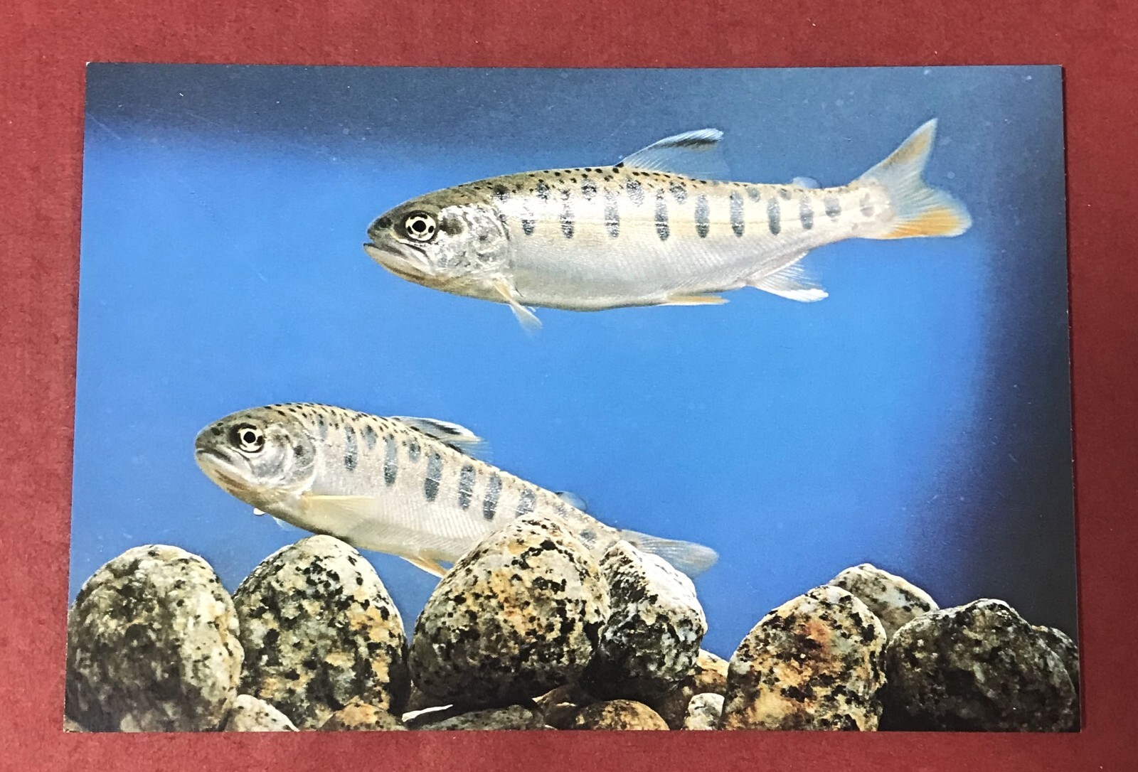 Vintage Postcard Japan Yamame Freshwater Fish #38286 | eBay
