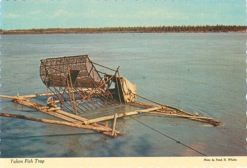 Vintage Postcard: Yukon Fish Trap, Canada