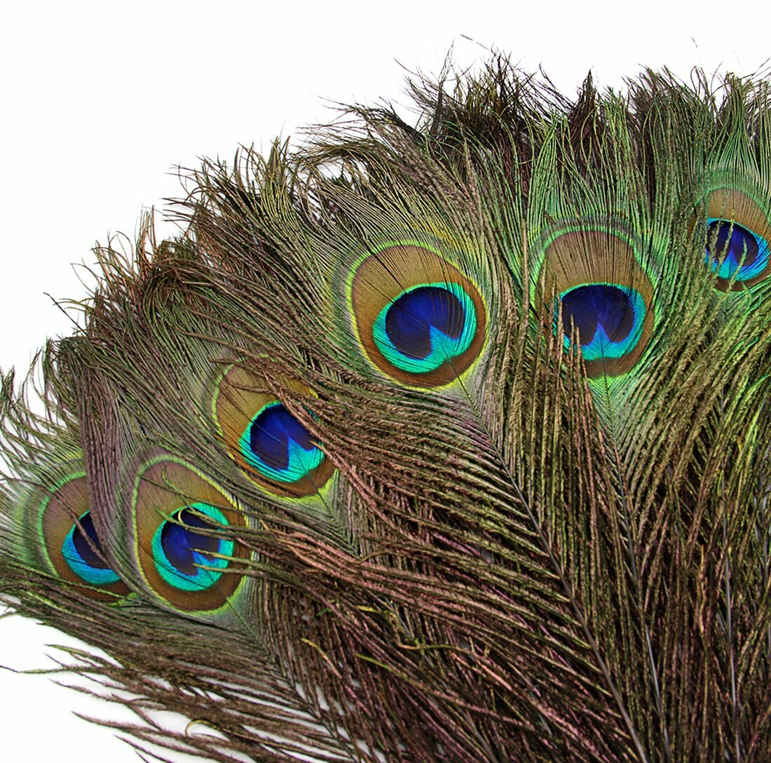 Natural Peacock Feathers 10