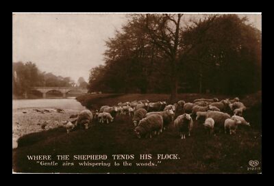 POSTCARD SHEEPS GRAZING N FIELD BY RIVER WHERE THE SHEPHERD TENDS HIS FLOCK