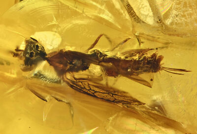 Detailed Hymenoptera, Fossil insect inclusion in Burmese Amber