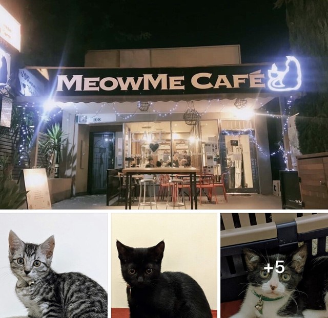  INSANE ADOPTION  WEEKEND at MeowMe  Cat  Cafe   Cats  