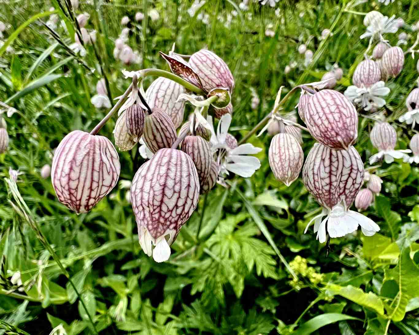 Samen Aufgeblasenes Leimkraut,  Silene vulgaris,  Strigoli,  Wildgemse aus Italien