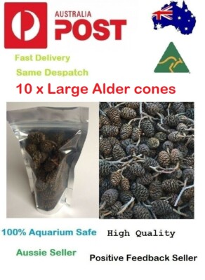 10 x Large Black Alder Cones for Dwarf Shrimp Discus Cherry Bee Shrimp