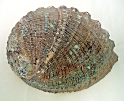 Medium 4" Abalone Shell with 6" Wood Tripod Stand Kit: Smudging Sage Sticks 